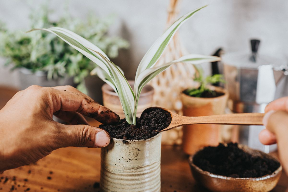 concimi per piante naturali