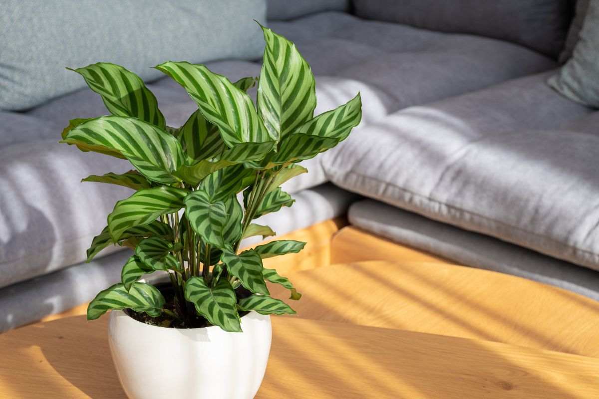 Come far prosperare la tua Calathea in casa