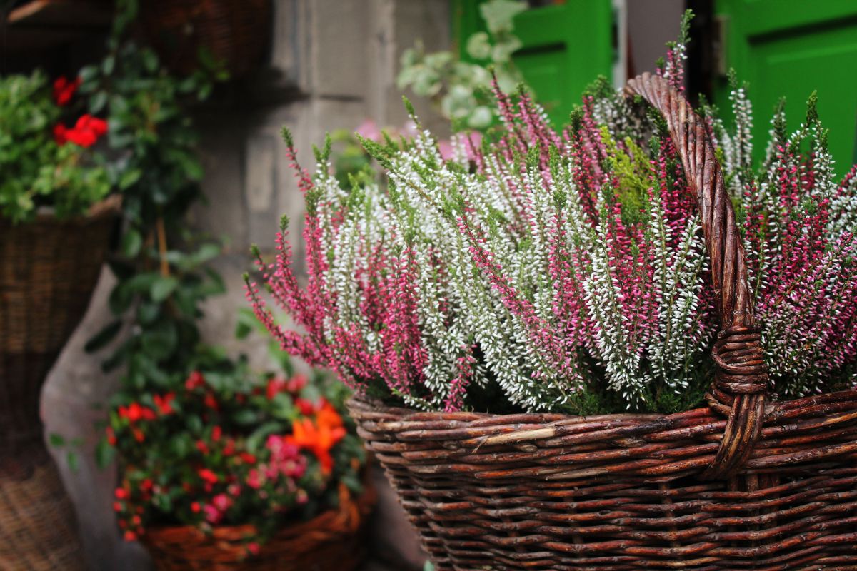 Calluna tenerla in casa o all’esterno