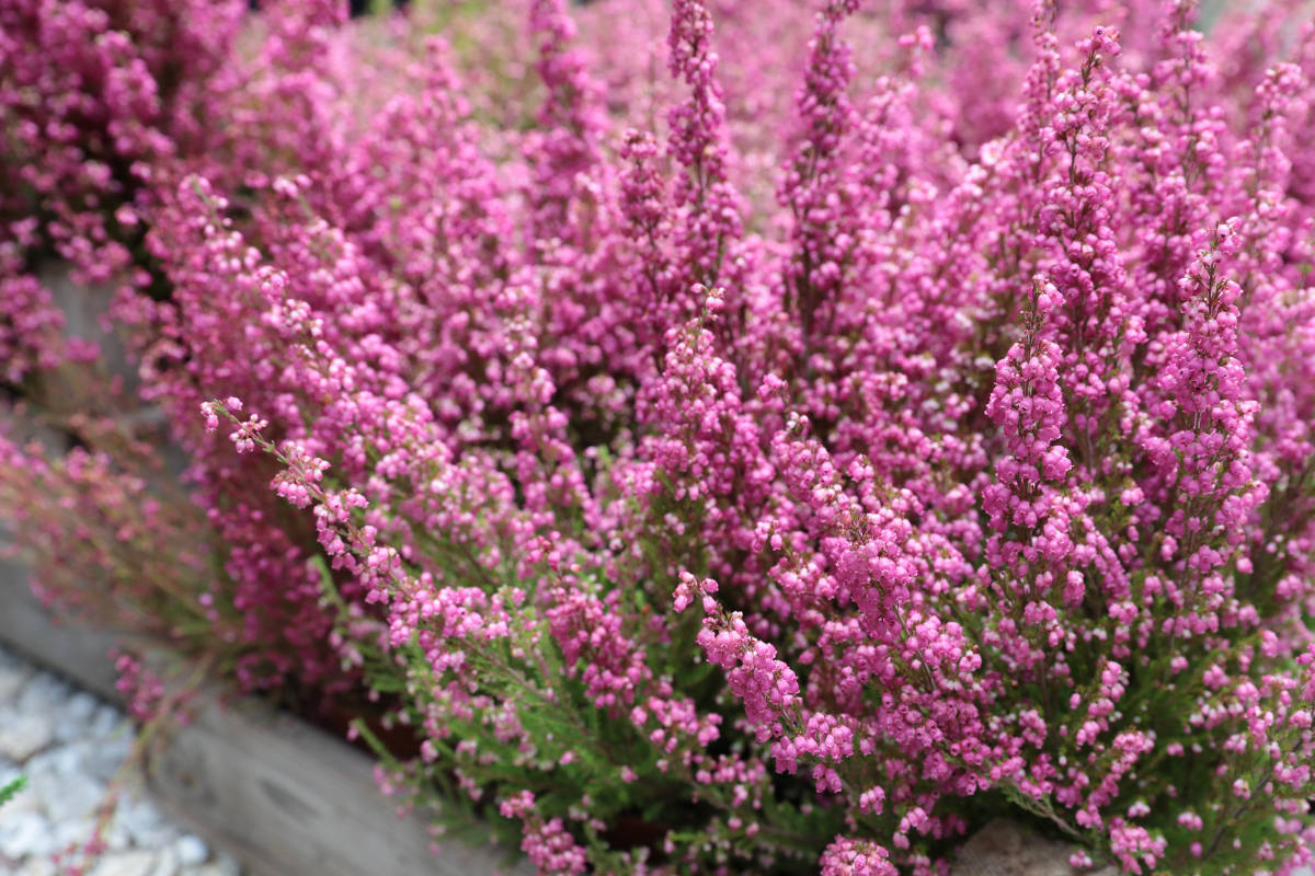 Fiori di ottobre