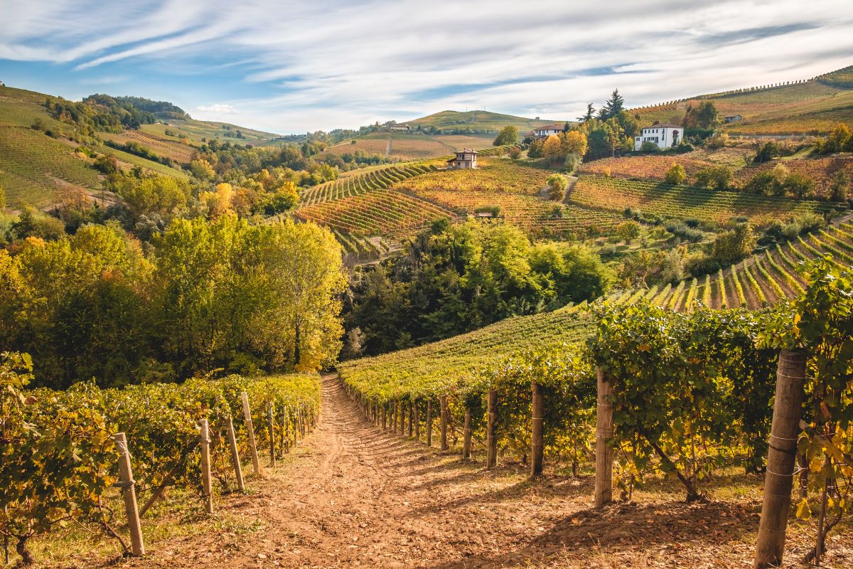 Langhe in Piemonte