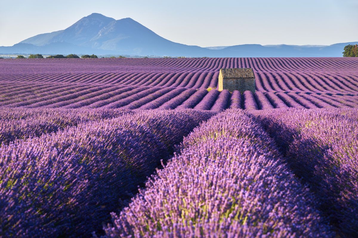 Quando piantare la lavanda