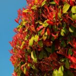 Scegliere la photinia