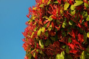 Scegliere la photinia