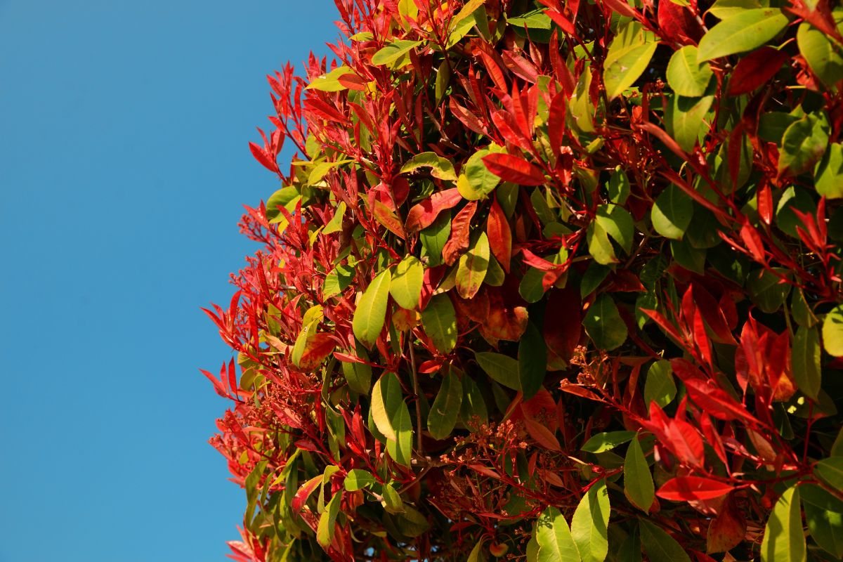 Scegliere la photinia