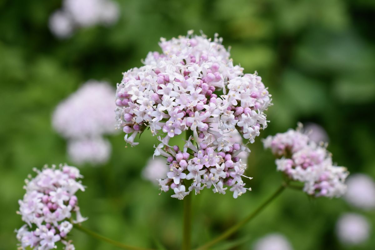 Valeriana pianta antistress