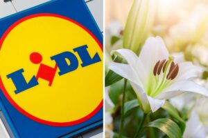 Lidl piante in offerta weekend