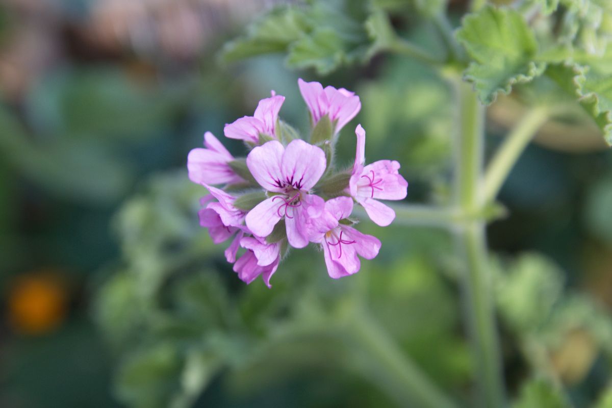 Piante con fiori invernali profumati