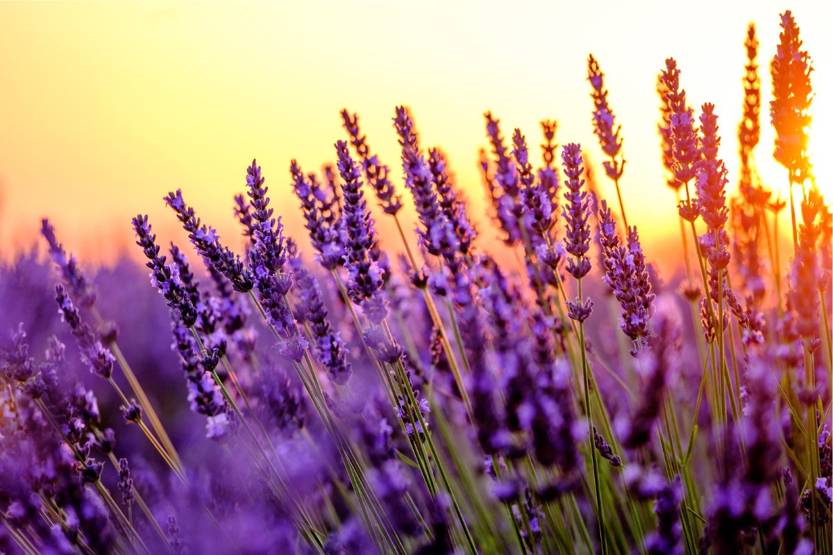 Lavanda come piantarla