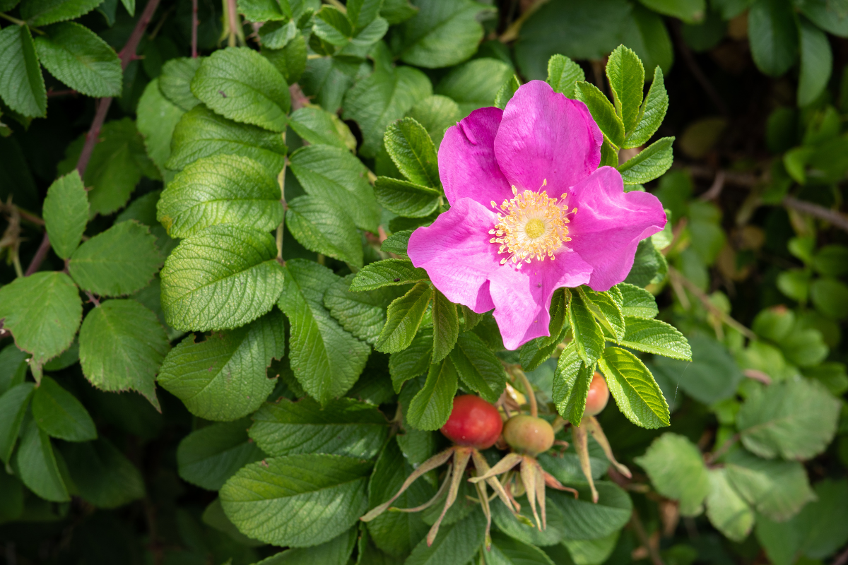 Fiori di ottobre