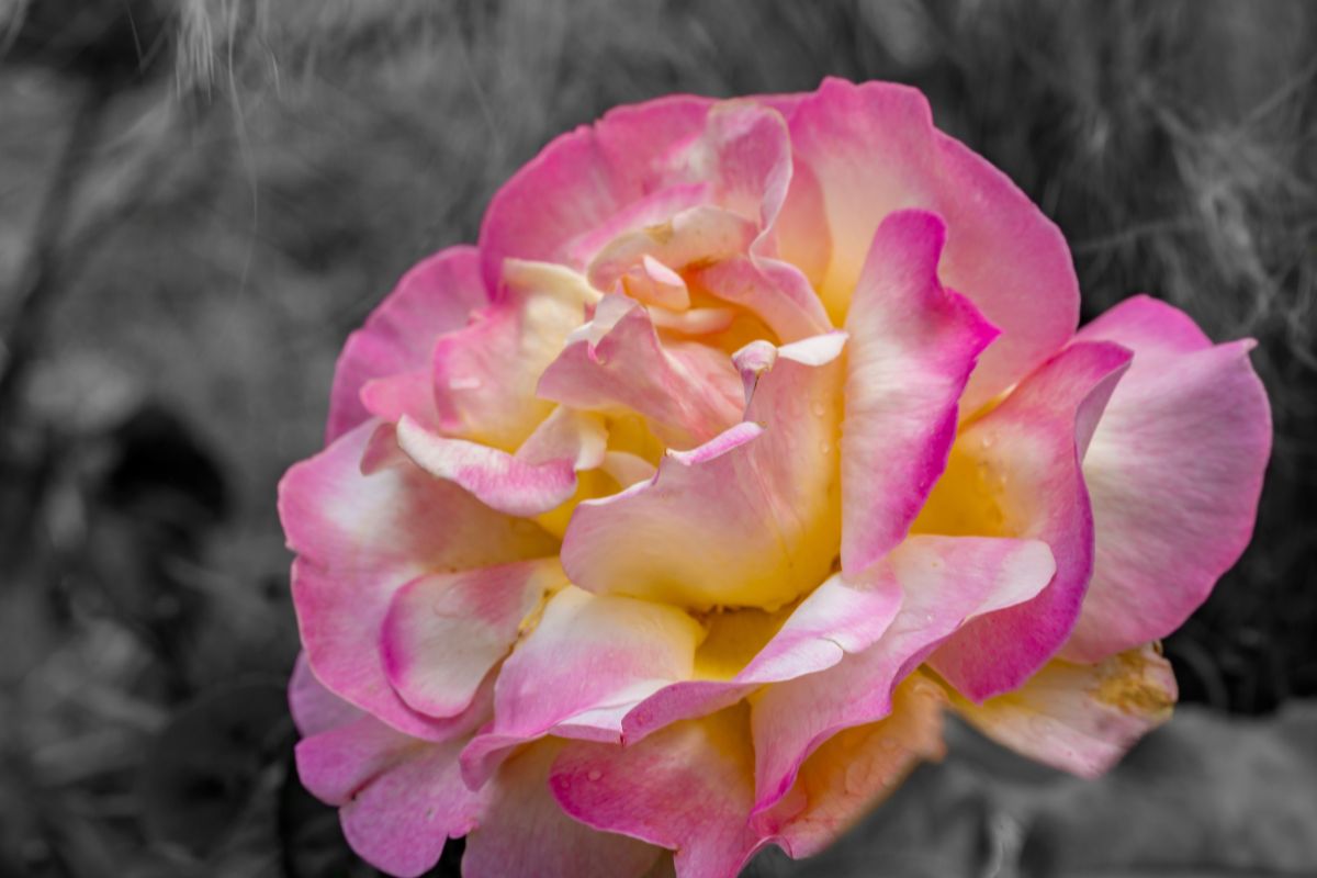 5 Fiori autunnali per balcone