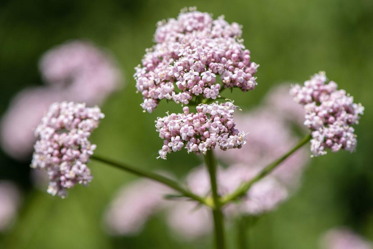 Valeriana officinalis