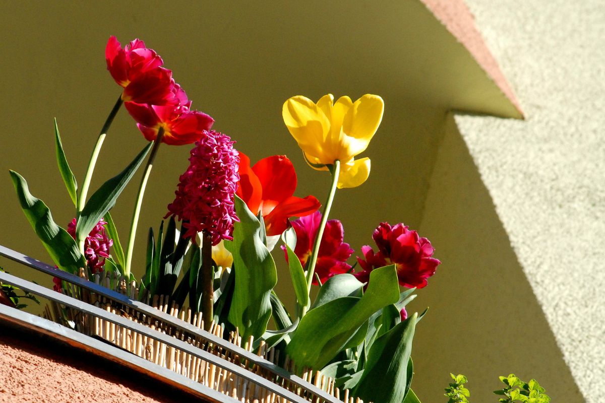 Piantare Tulipani in vaso in autunno