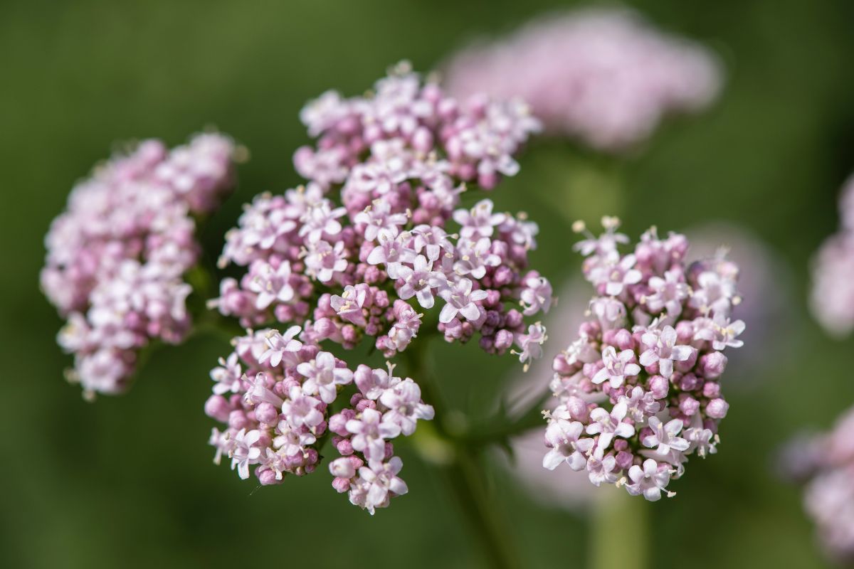 Trucchi per coltivare la Valeriana officinalis