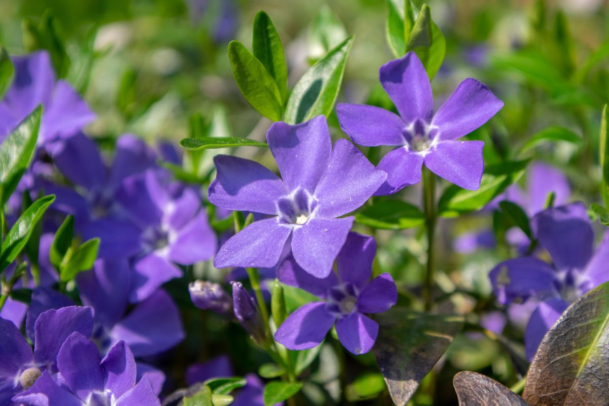 fiori autunnali