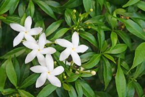 Il falso gelsomino sul tuo balcone