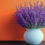 come si coltiva la lavanda in vaso