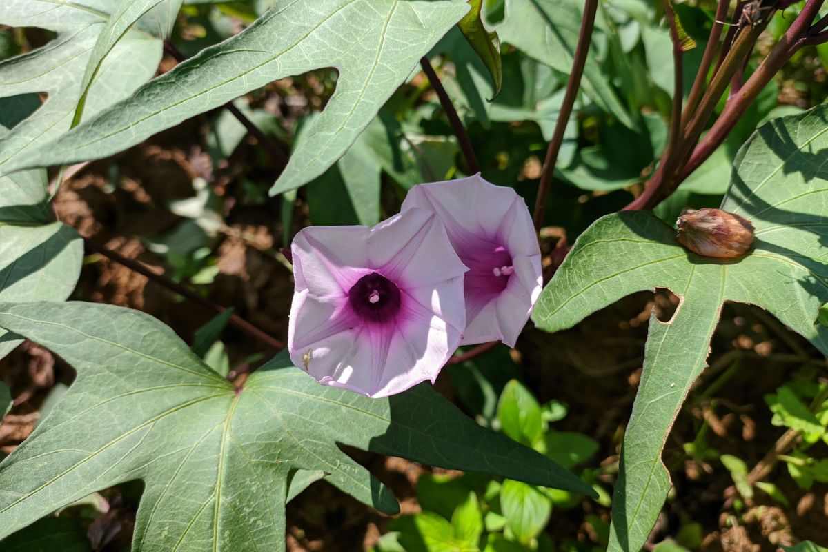 come fare per coltivare e curare l'Ipomea batatas 