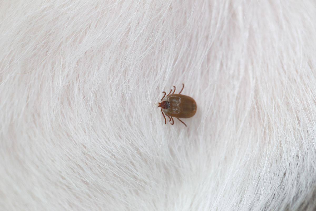 in che modo eliminare pulci da casa