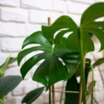 La guida per annaffiare la Monstera