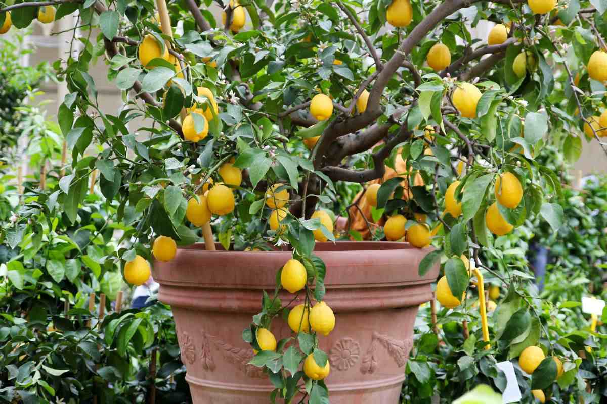 in che modo curare la pianta di limone in vaso