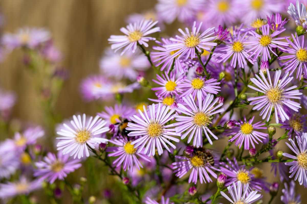 dove posizionare i settembrini per una fioritura migliore