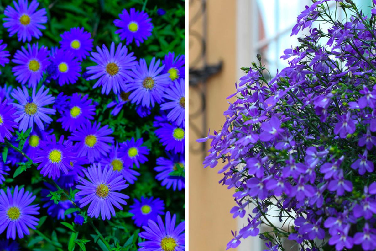 I più bei fiori blu autunnali