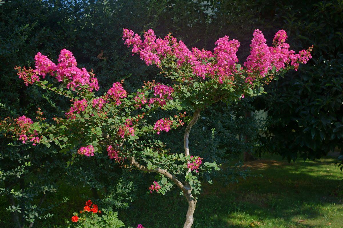 Colori intensi per il giardino d'autunno