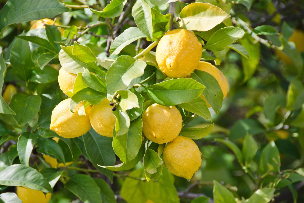 Cause dei limoni verdi che non maturano