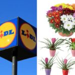 piante della settimana in offerta da Lidl