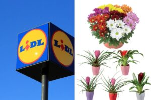 piante della settimana in offerta da Lidl