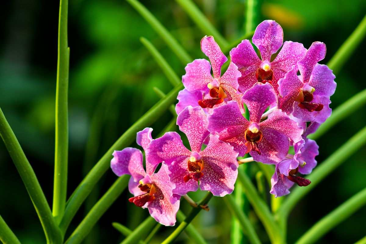 come mantenere orchidea in fiore tutto l'anno