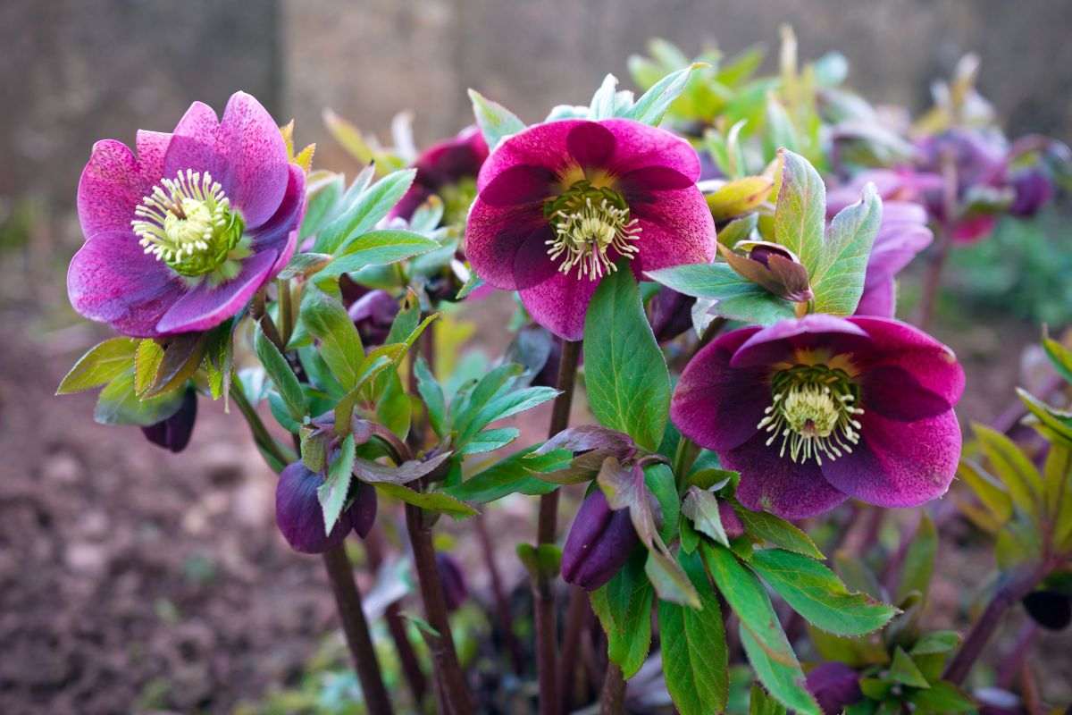 Rosa di Natale in inverno