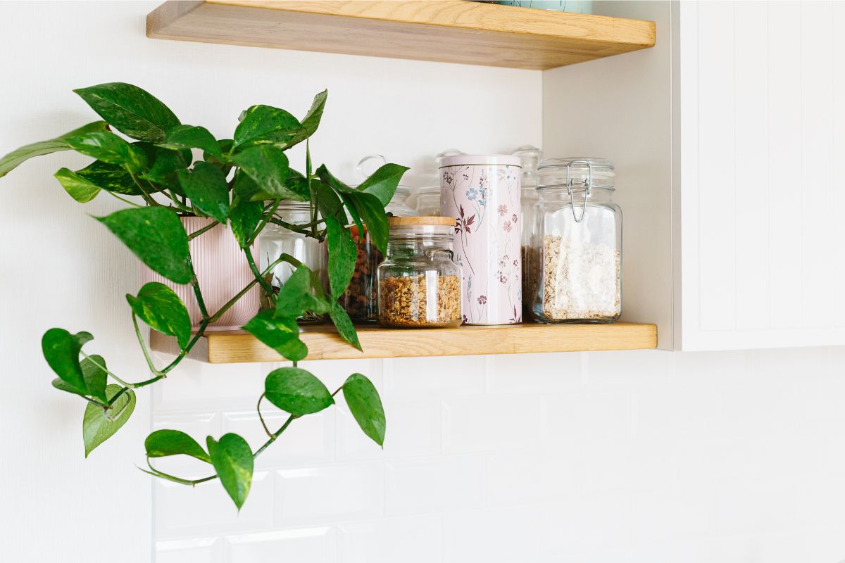 Pothos, tra le migliori piante da coltivare in cucina