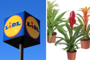 Lidl piante della settimana in offerta