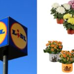 offerte sulle piante autunnali da Lidl