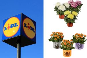 offerte sulle piante autunnali da Lidl