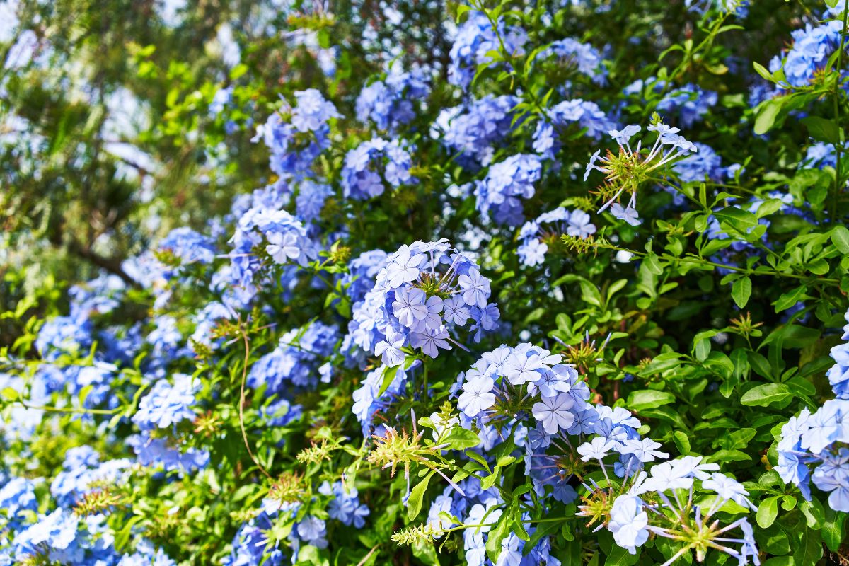 Come potare il plumbago