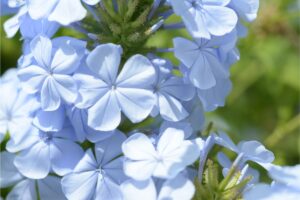 Consigli per la potatura del plumbago