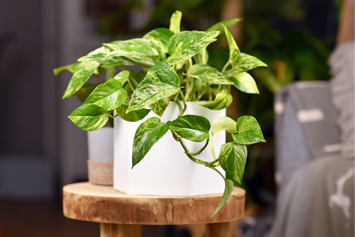 Come far crescere il Pothos con la luce artificiale