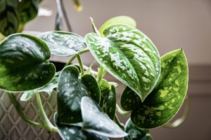 Come far prosperare il Pothos con la luce artificiale