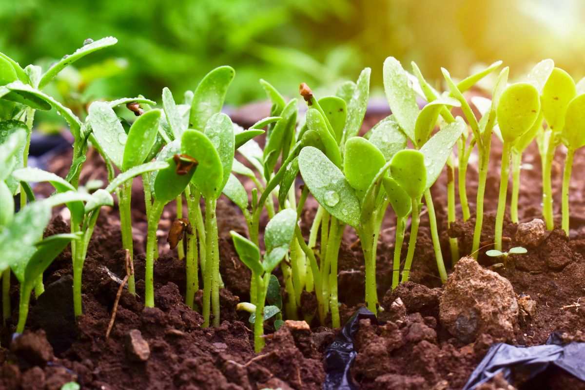 Proteggere l'orto con barriere naturali