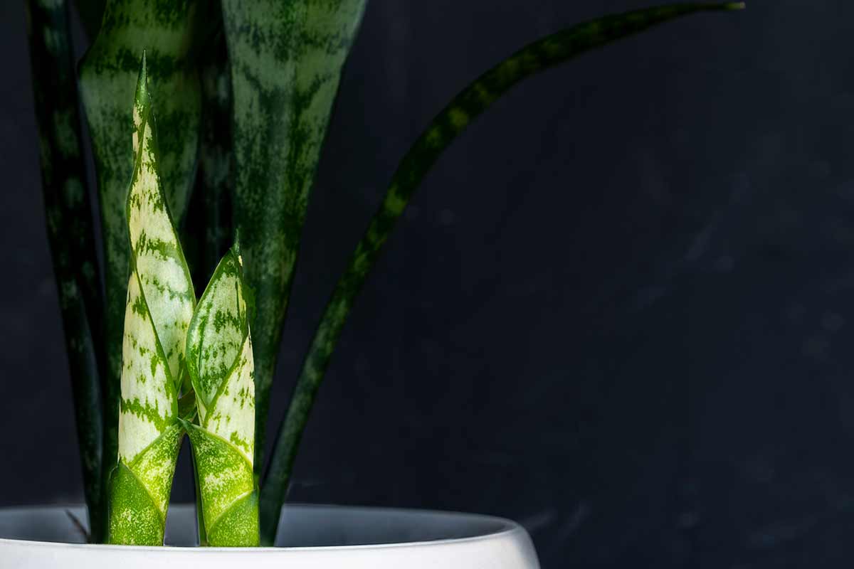 Come prendersi cura della Sansevieria