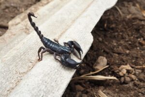 Come tenere lontani gli scorpioni da casa