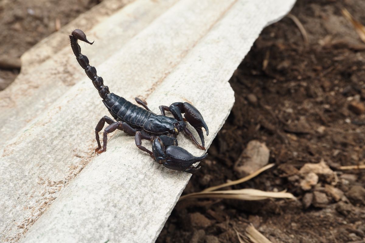 Come tenere lontani gli scorpioni da casa