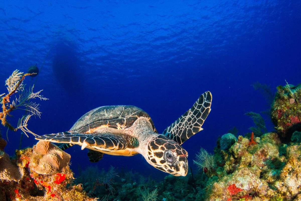 Tartarughe marine giganti in Costa Rica 