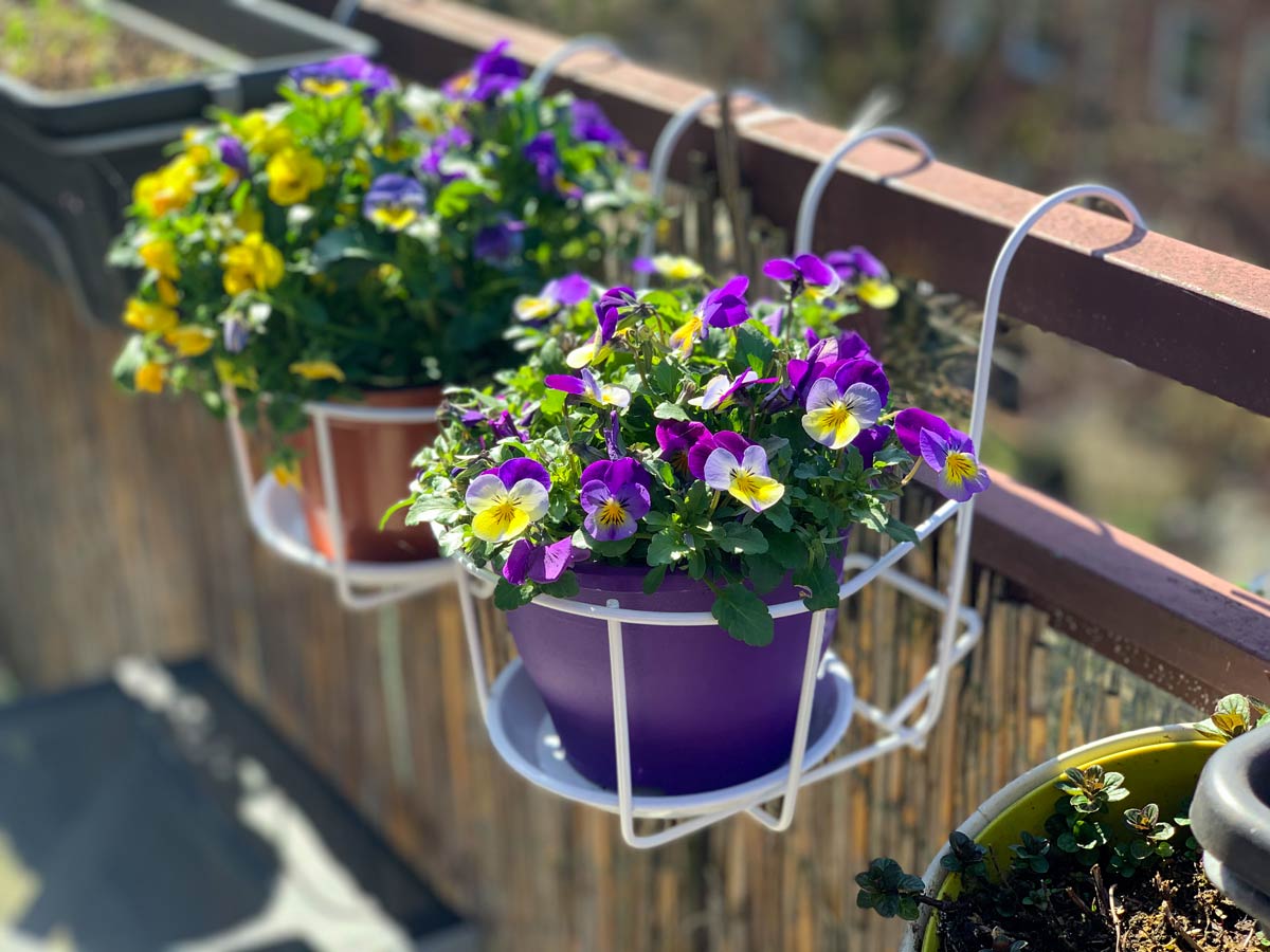 viola del pensiero in vaso sul balcone