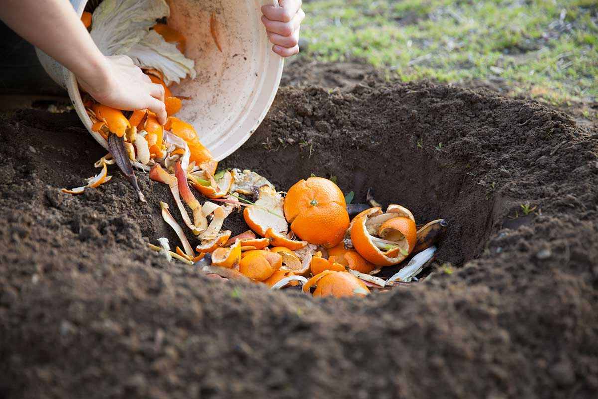 quali sono le migliori bucce di frutta per fertilizzare