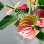 come trattare le foglie marroni dell'Anthurium