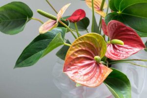 come trattare le foglie marroni dell'Anthurium